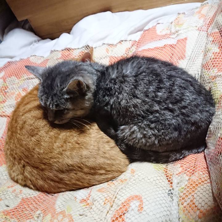 43322a9c b95f 4e28 b420 1561092a8635 1574252462337