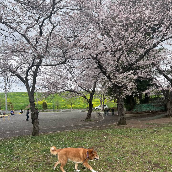 4332afbb d8f3 4919 9c87 311e901908b1 1775024924102