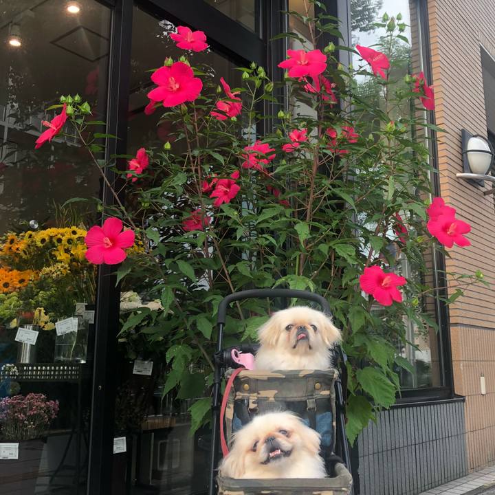 4332dc71 05cd 46cf af53 c9724fc96726 1563852466739