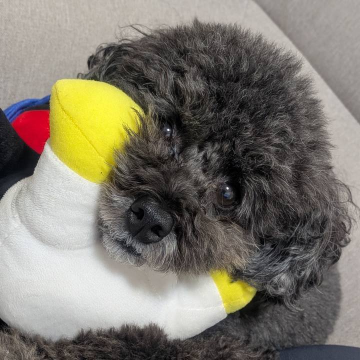 4336d938 c62f 4c00 9d8c cd229d953868 1757811173060