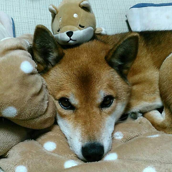 43378652 9327 46b9 9c0c b4f000304b32 1541741967962