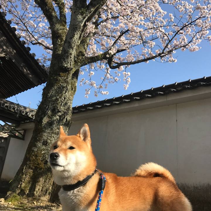 43386091 75de 4d66 a820 c62885358b02 1522393139143