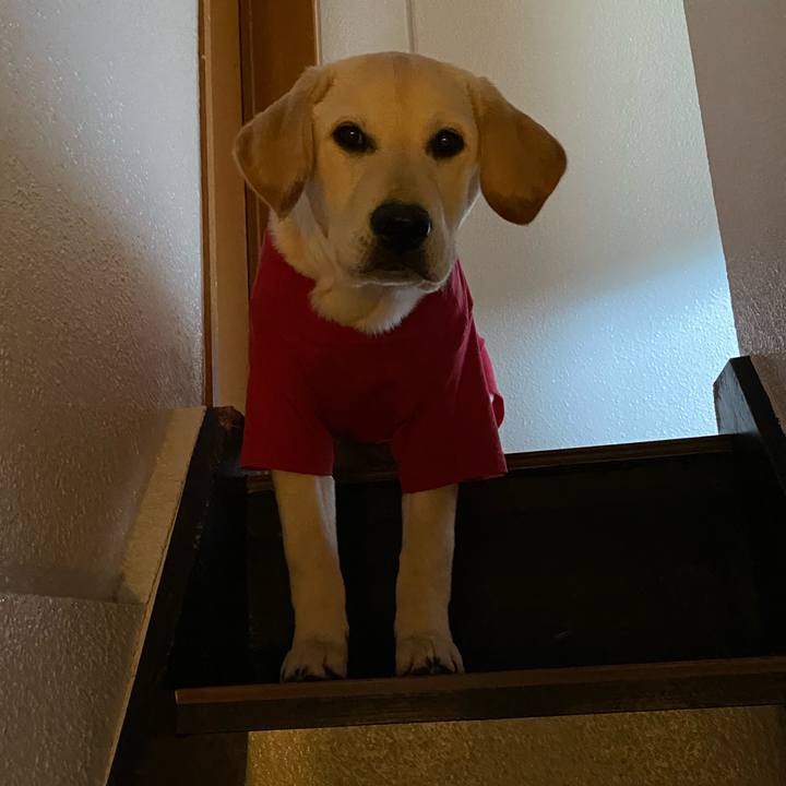 4338bcfd f4ad 41cd 8c98 b7b32cb564f7 1618475464068