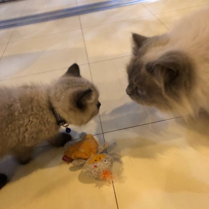 4338d0ca 226d 4dd5 a8aa c387c4a94931 1585263426144