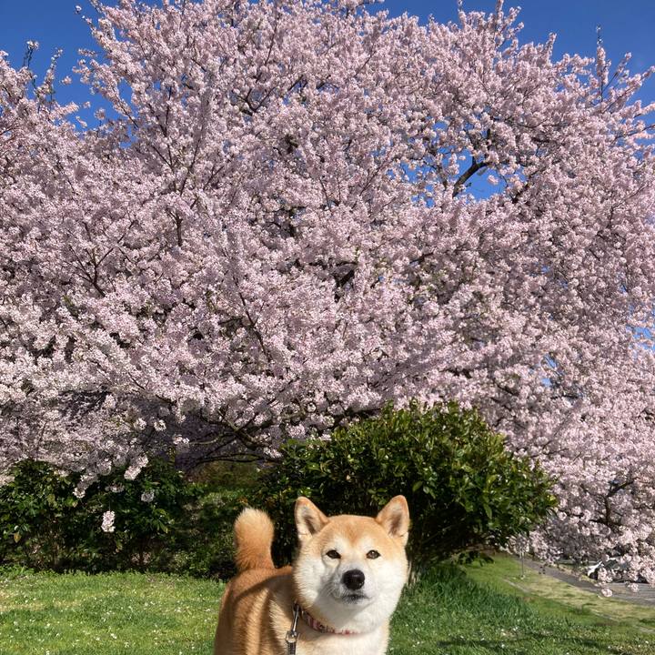 43396e44 61e7 4202 b839 9d99340cd66b 1745235803771