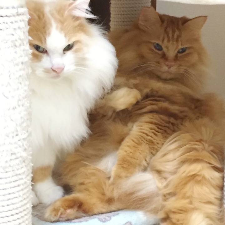 433addaa a9fd 4239 b29f 4087ad27ed10 1512509061794