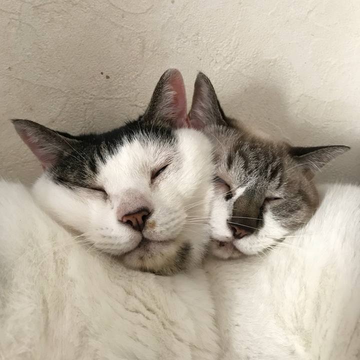 433c8f74 67a8 401d b6e1 4b982b87ce25 1535013837092