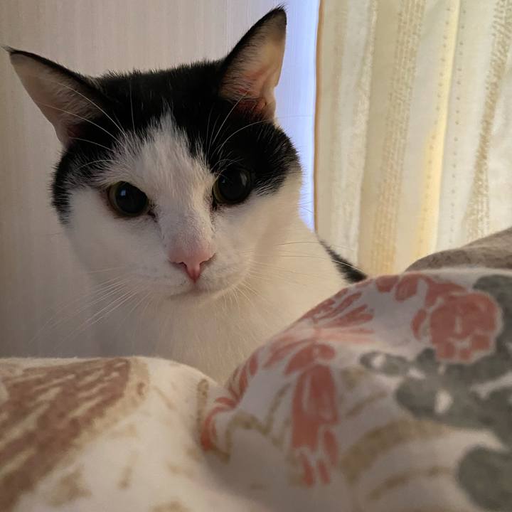 433fb208 cd0d 4ab3 8e0e c0f461e3e03d 1586652428186