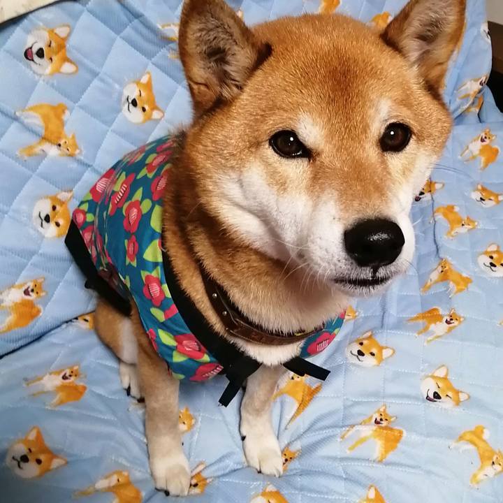 4340444c 08fa 4b34 b774 f8873220030f 1610101333186