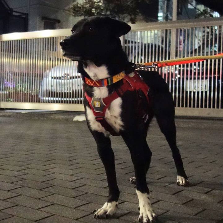 4341209a 22c8 46dc b72d 219ac6f36ae0 1584787153276