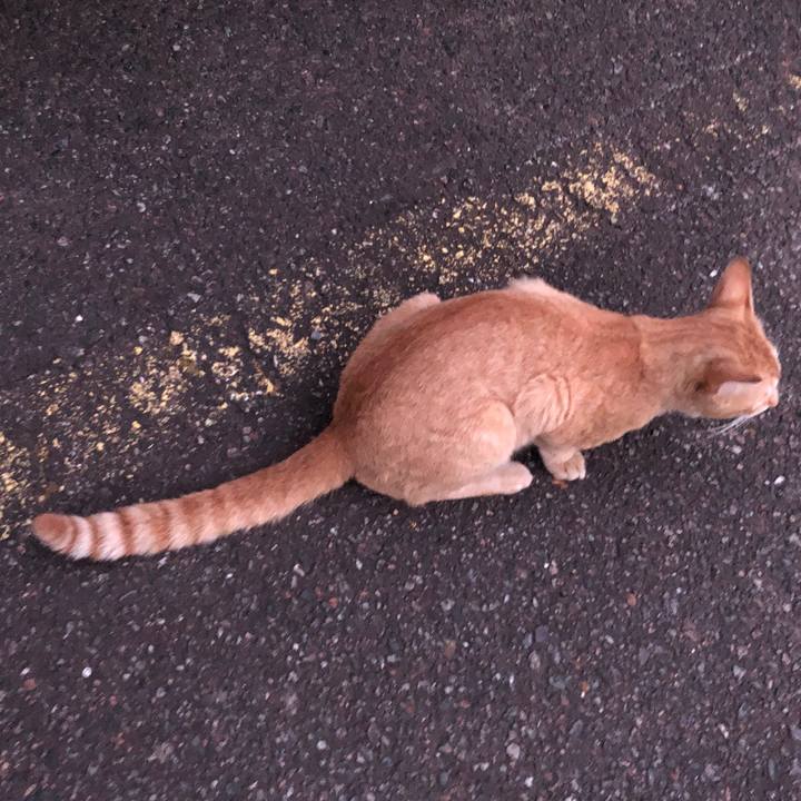 43453547 d14e 481f 9719 028a93694742 1592314631257