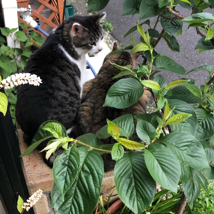 4345de06 bf07 4ecb 9504 f477fc1bd243 1589285166138