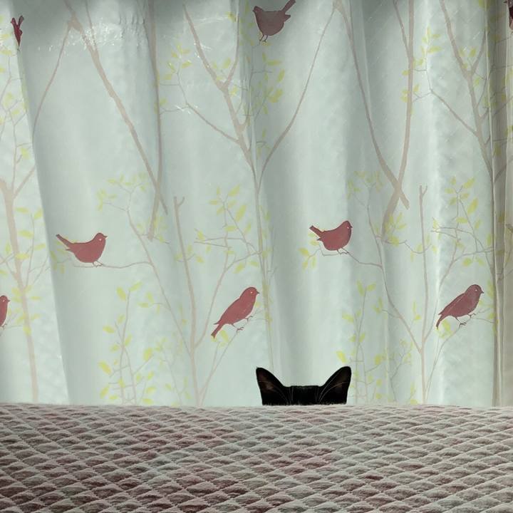 4345e081 db64 4420 9347 28943cf0122c 1539389772048