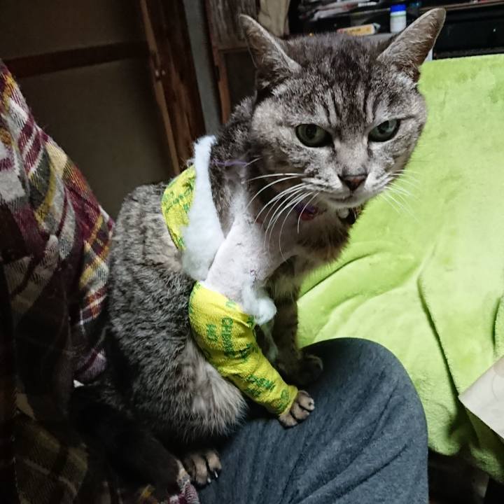 43481d25 5808 4aff bbc4 db158bbab4cf 1586549374306