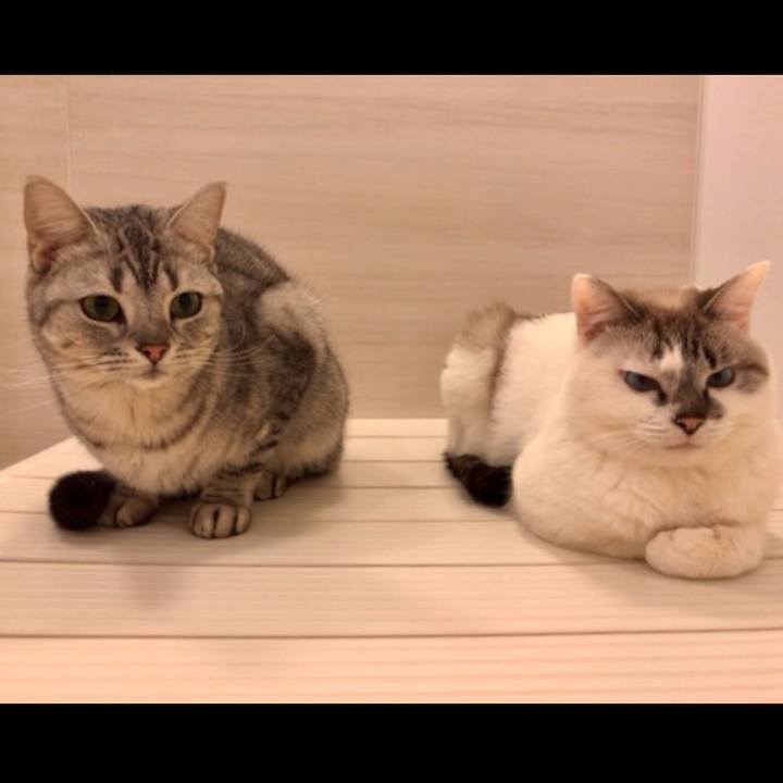 434872af 8d65 45a9 ad4f 89d2ee7cc71c 1550666188910