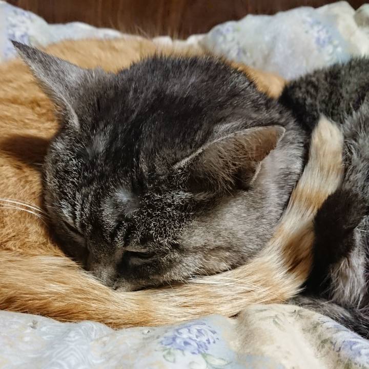 4348fd73 5cae 451a b42f 0ef2fabc8334 1583411470607