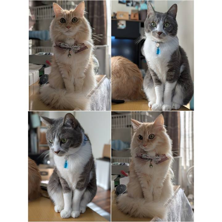 43496a64 d793 40ae 9aa4 817fdc42477f 1733627205438