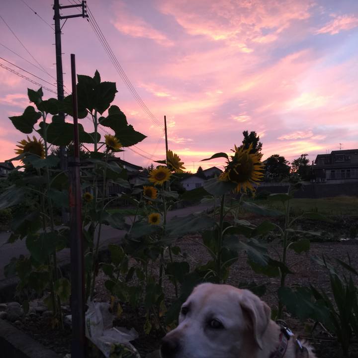 434b0da5 6f6e 4c08 bdce 5e5233a6112f 1532172617383