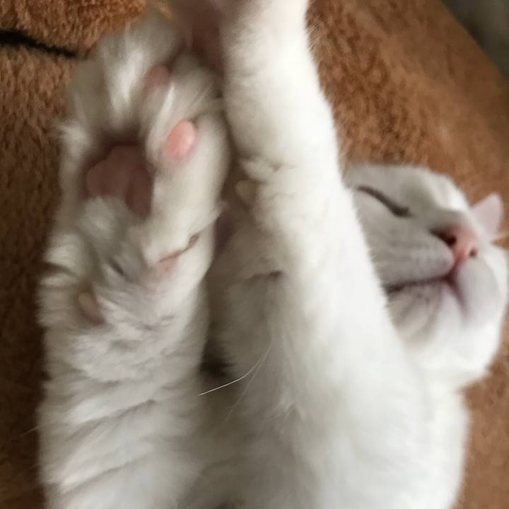 434c5d74 8d38 4a10 8700 ad2573bdc6dc 1510359202599