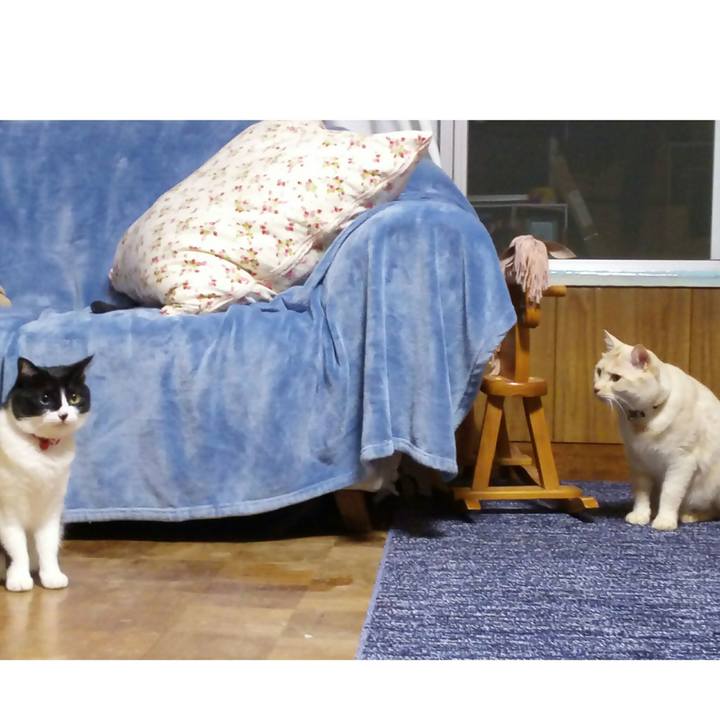 434cdeef 5579 4cdf a32e c79aaf0a2083 1523701369685