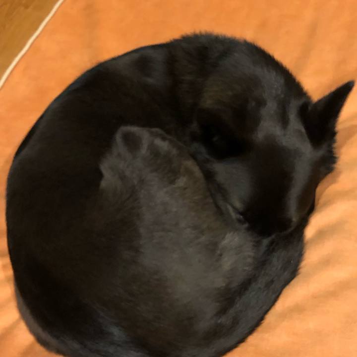 434effc5 49ea 4c8a 928c ff7d8f2d56b9 1543327883690