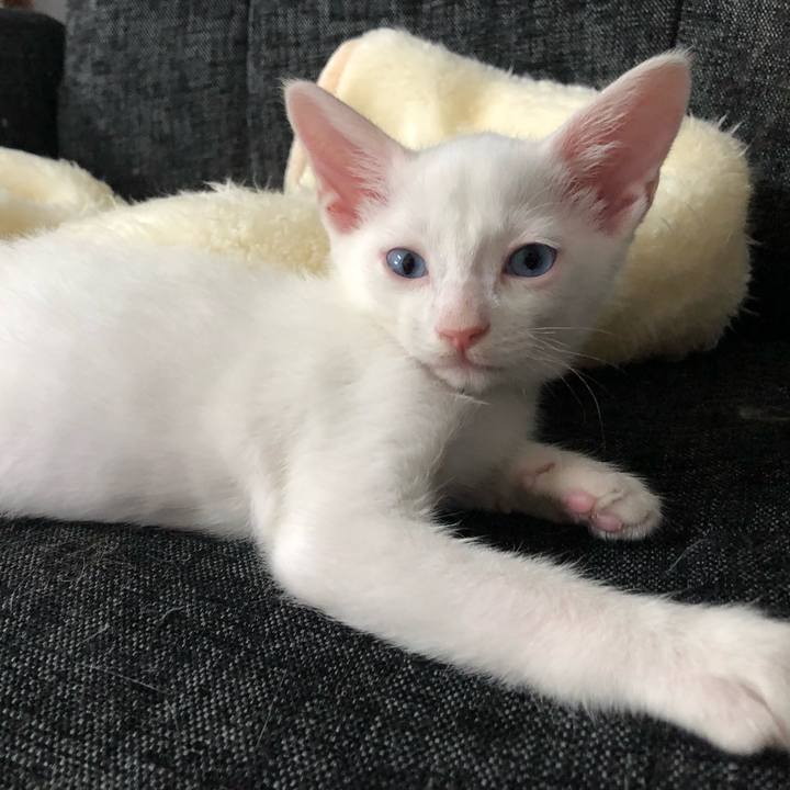 434f6c26 582e 4d3a 8e46 aa18e889677b 1532555880787