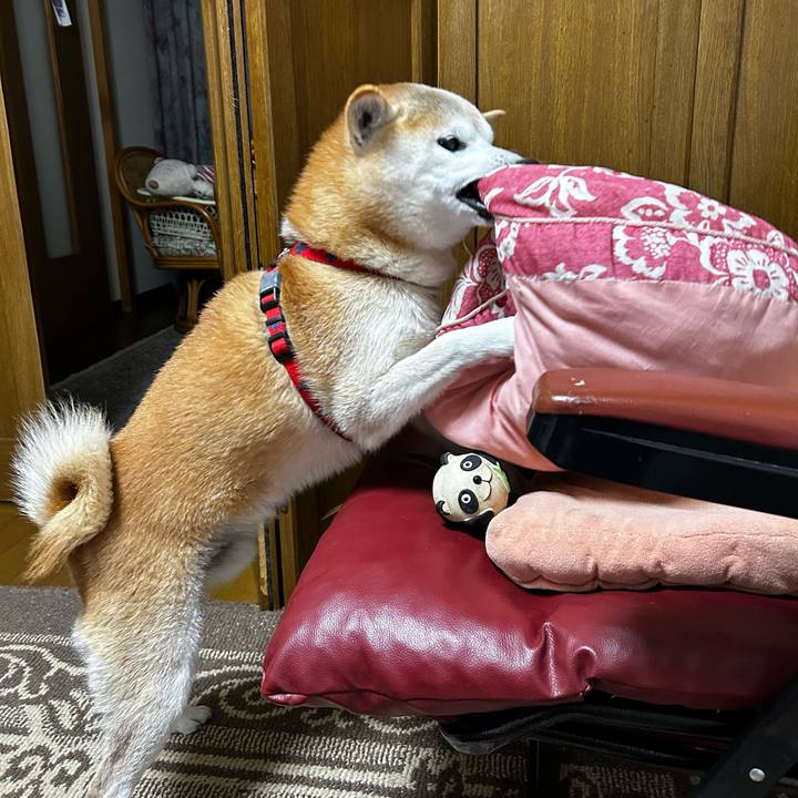 43502b58 fcb8 4a79 b33a c0d01c5657bc 1765882847310