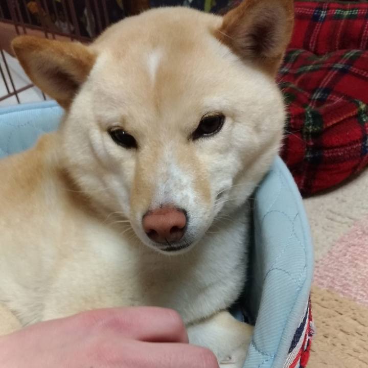 43507719 71b2 413c 815f d2fc403ba362 1555935222790