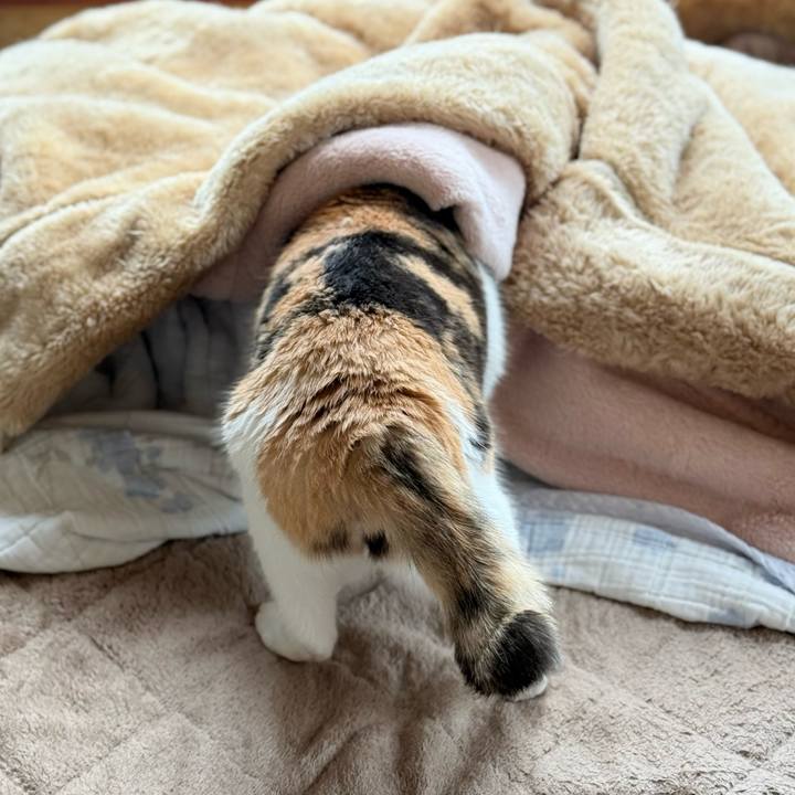 435077d2 e60e 446e 8c4c f2ab76d0c422 1774835631943