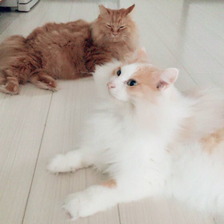 43514c9c bfbe 4032 ba3f 6ef150c6764c 1509230351169