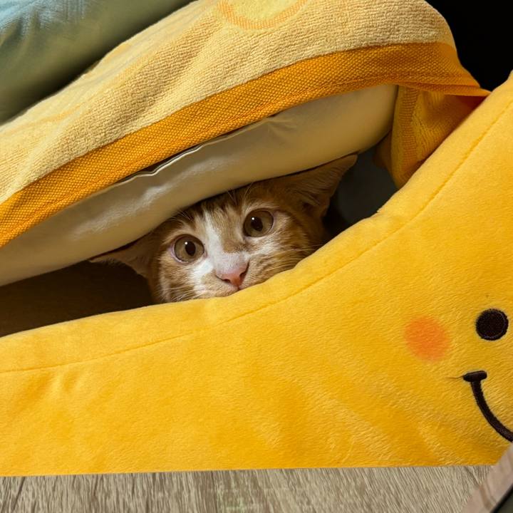 43536364 0d9d 4824 8b38 4c05a2964616 1756215438085