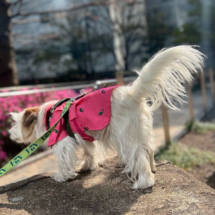 4353d936 172f 49fe 8bcb bd0951d6d63f 1743465881060