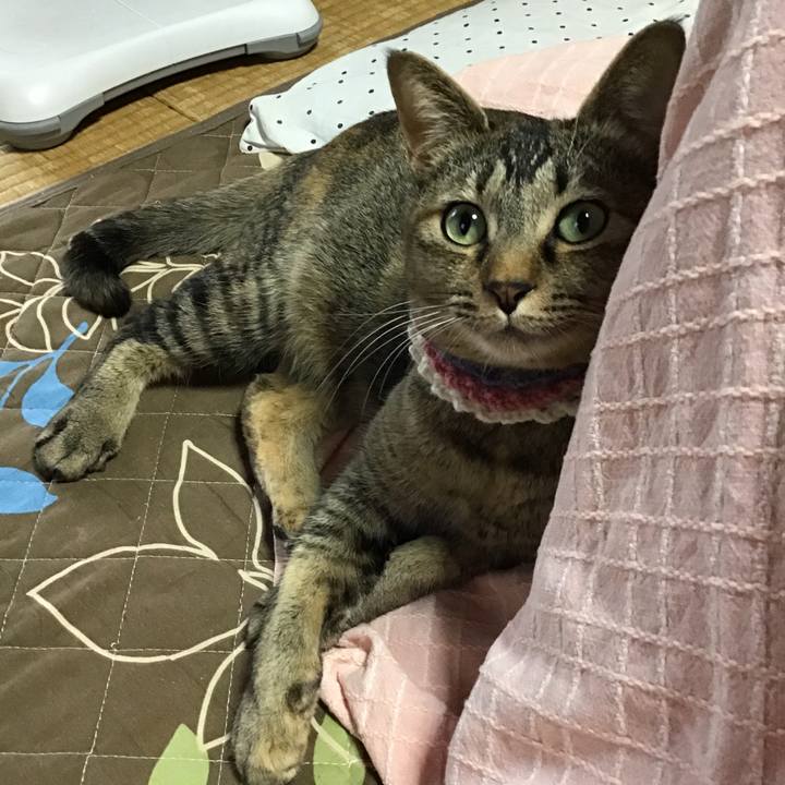 4353fb00 3d02 4386 a917 771154e7e46e 1617577194397