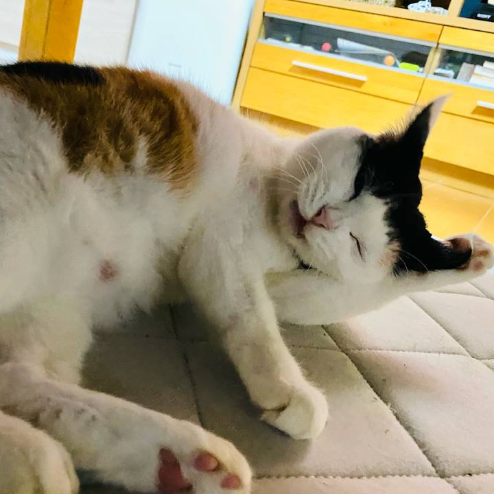 43546541 cc56 4548 bb62 c809c0d77d98 1730466096336