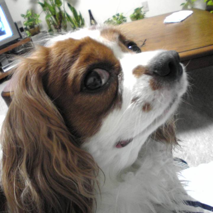 4354e4d2 5e95 452d b0c6 90ee0ca56595 1526193217089