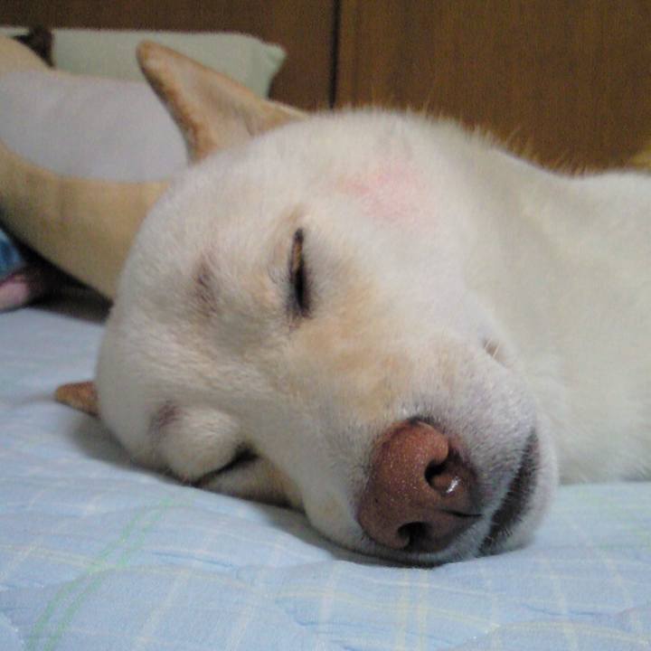 43551df7 6747 45ea bee7 b5ce1fcec3ad 1633962828408