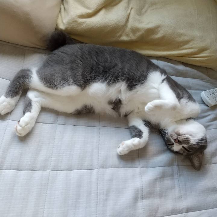 435540ff c28f 443a a21f 14918c470e4e 1599174534342