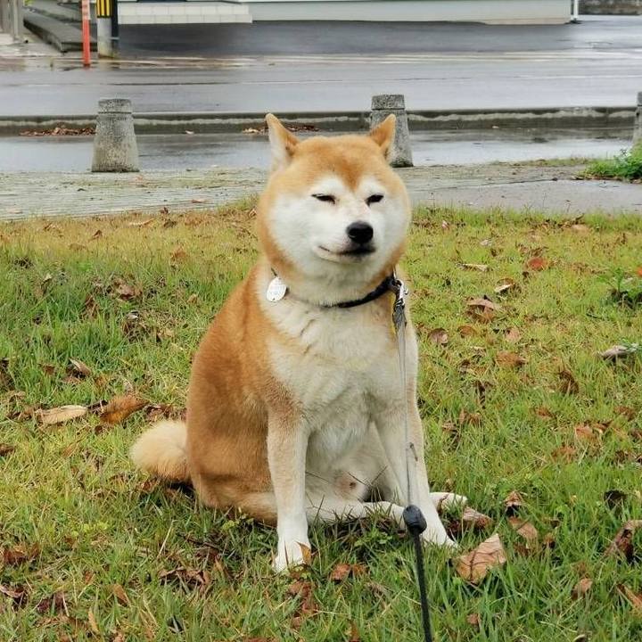 4355bae7 555a 4428 a0e4 c1a6b585cdbc 1572156045594