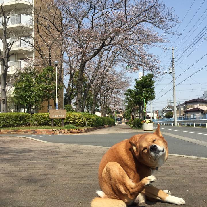 43576696 4c17 4f7c 8dee d8fd34e4b550 1584884329878