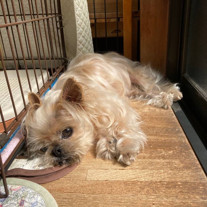 435a4489 67f4 41f6 a0c2 b0a224939676 1619482473901