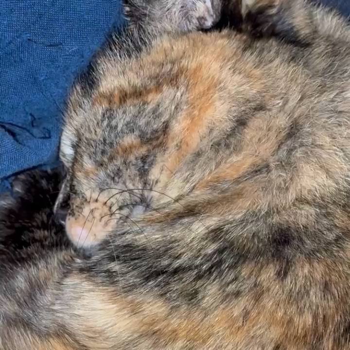 435e2c39 9041 4561 a847 832e8b8d6232 1766867889311