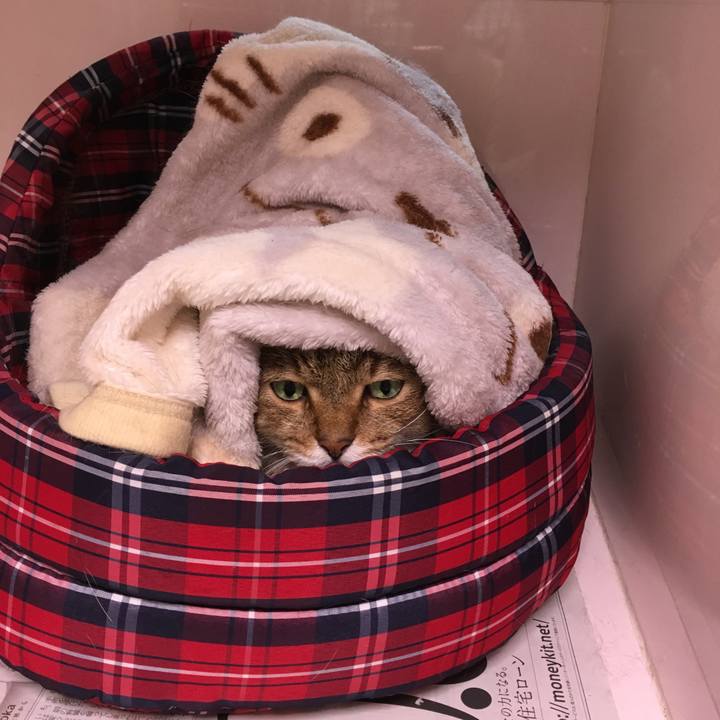 435f120c 1fc8 4fd9 801c e3069e4e10ef 1508835365013