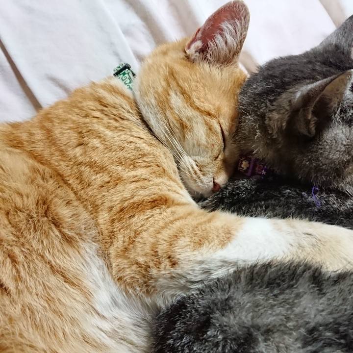 4360c9ad 60e6 44b8 b0b3 461ece8eb6f4 1583933952789