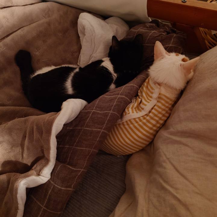 43623374 94bf 4c89 a355 0bdc4158820d 1768514325530