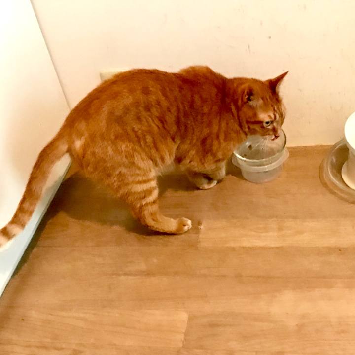 4362b8ff d748 43cd a0b5 1d22e0a473d5 1529031393036