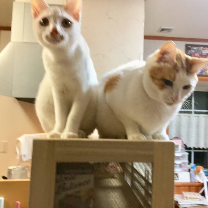 4366d602 3b2c 4586 9a06 721ac9849b1f 1511100337161