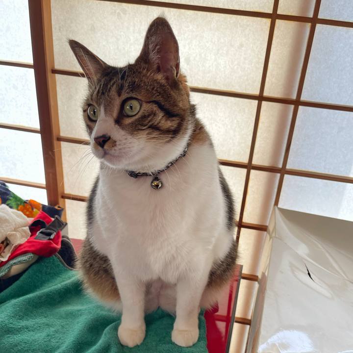 4368c346 02c6 4089 a0cd a0770c1e579d 1743911238029