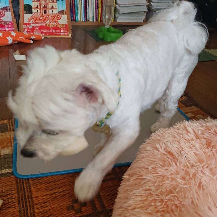 436f7765 e364 49df a0b0 5f1536e0d91b 1596850028927