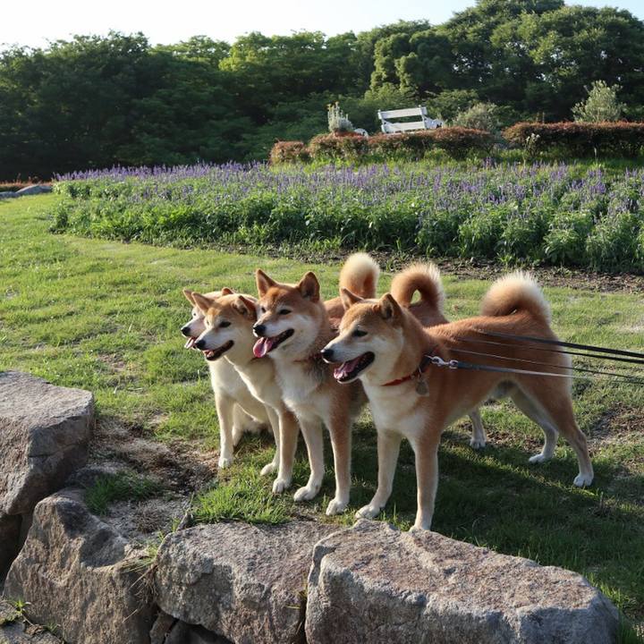 437167c1 0933 4a02 9632 2953c979c6e5 1528557210528