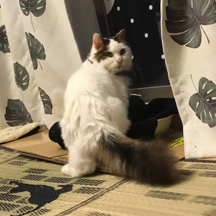 43726b88 1199 427b ac4a 8d8c00c1a982 1573180611876